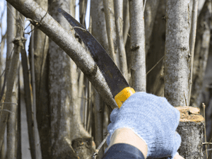 Pruning in All of York county