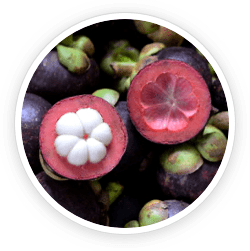 MangoSteen