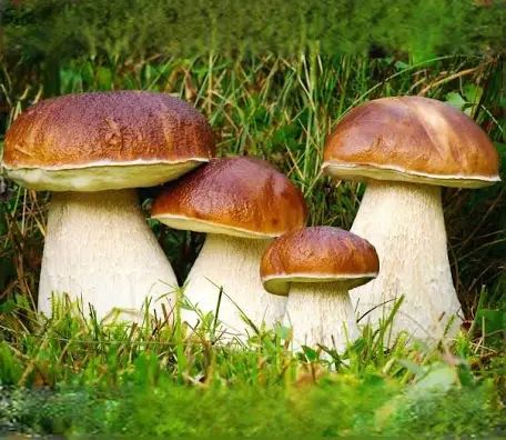 Truffle/Mushroom Hunting