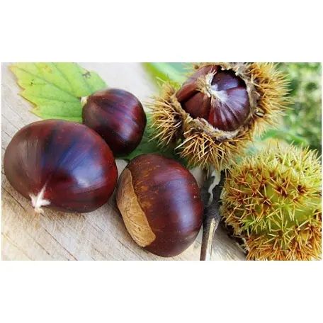 Chestnut Picking