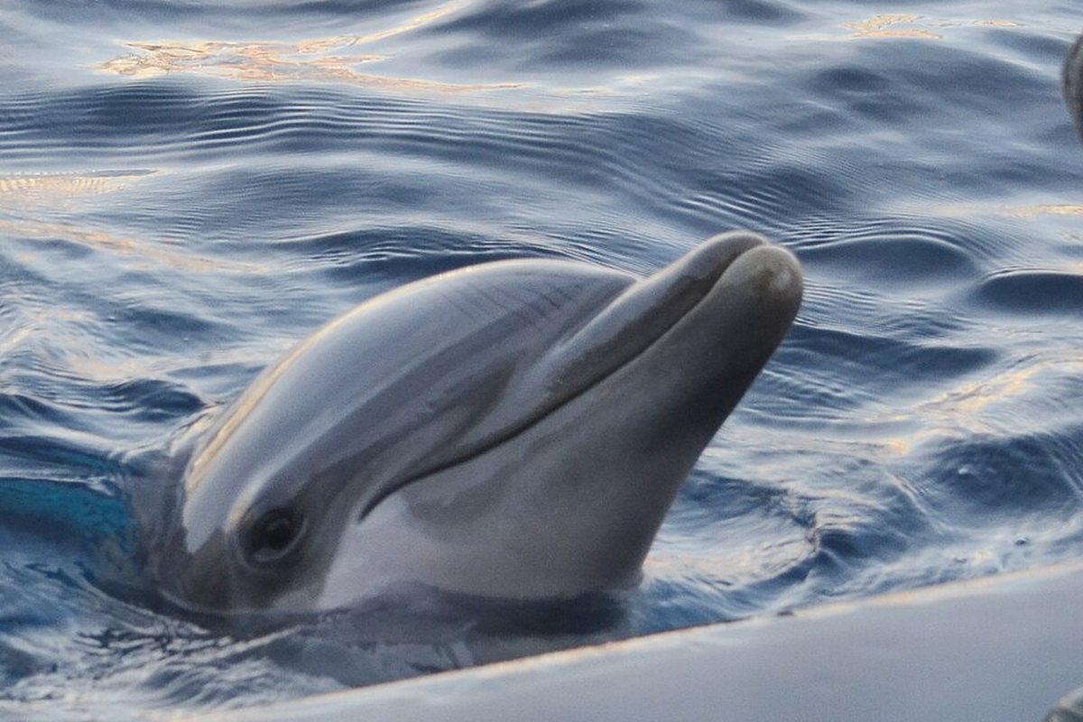 Un delfino all'Acquario di Genova