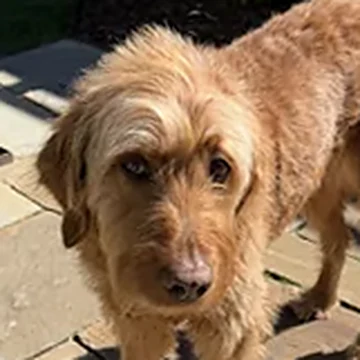 Jasper, the real dog