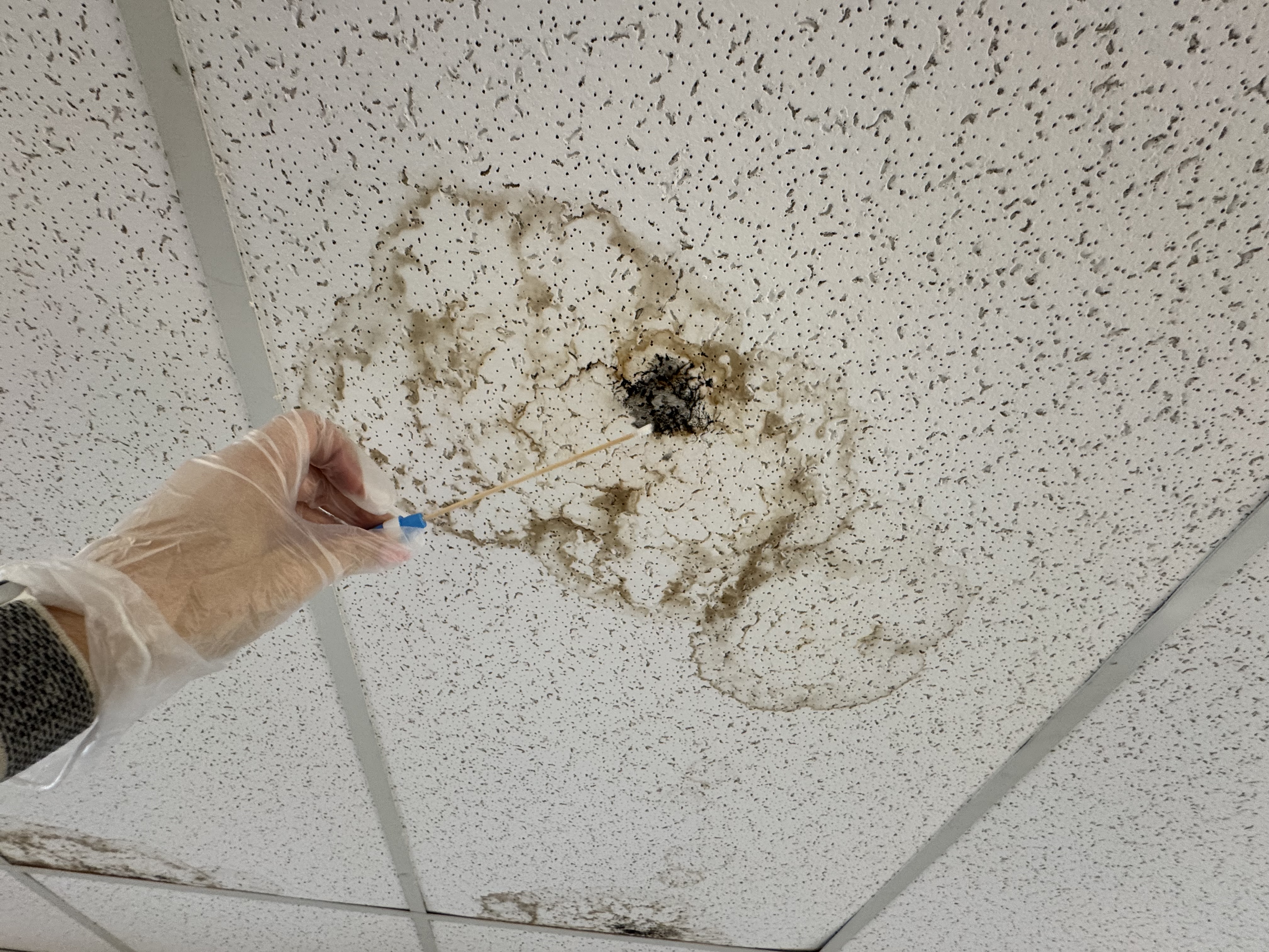 Surface sampling at a stained ceiling during mold assessment