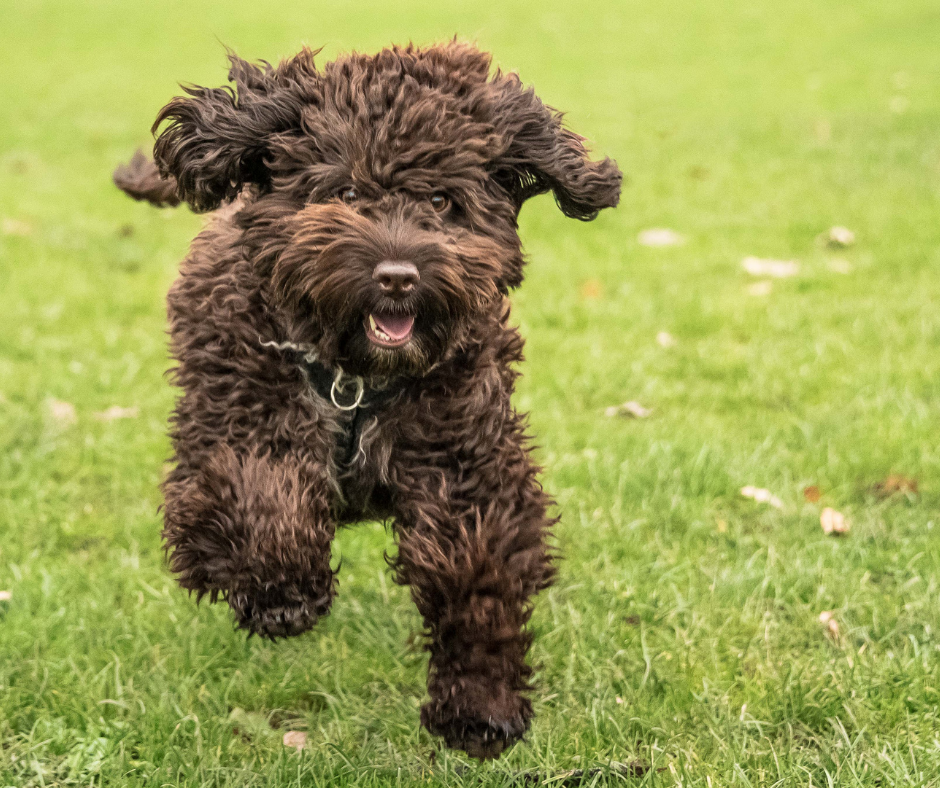 Cockapoo running energetically in a field