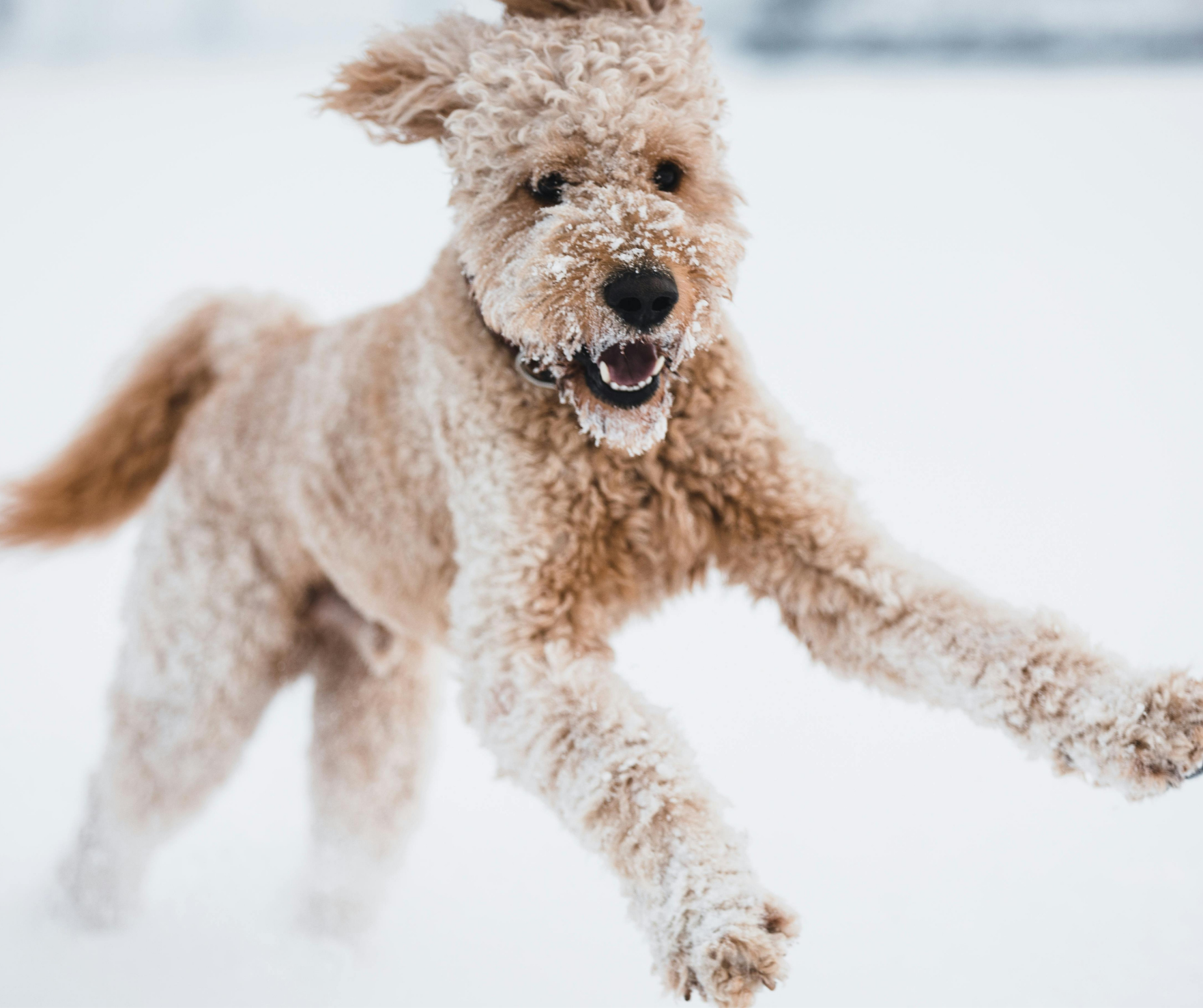 Labradoodle running and bouncing energetically in snow showing high energy behaviour