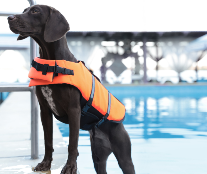 dog in life jacket next to swimming pool 