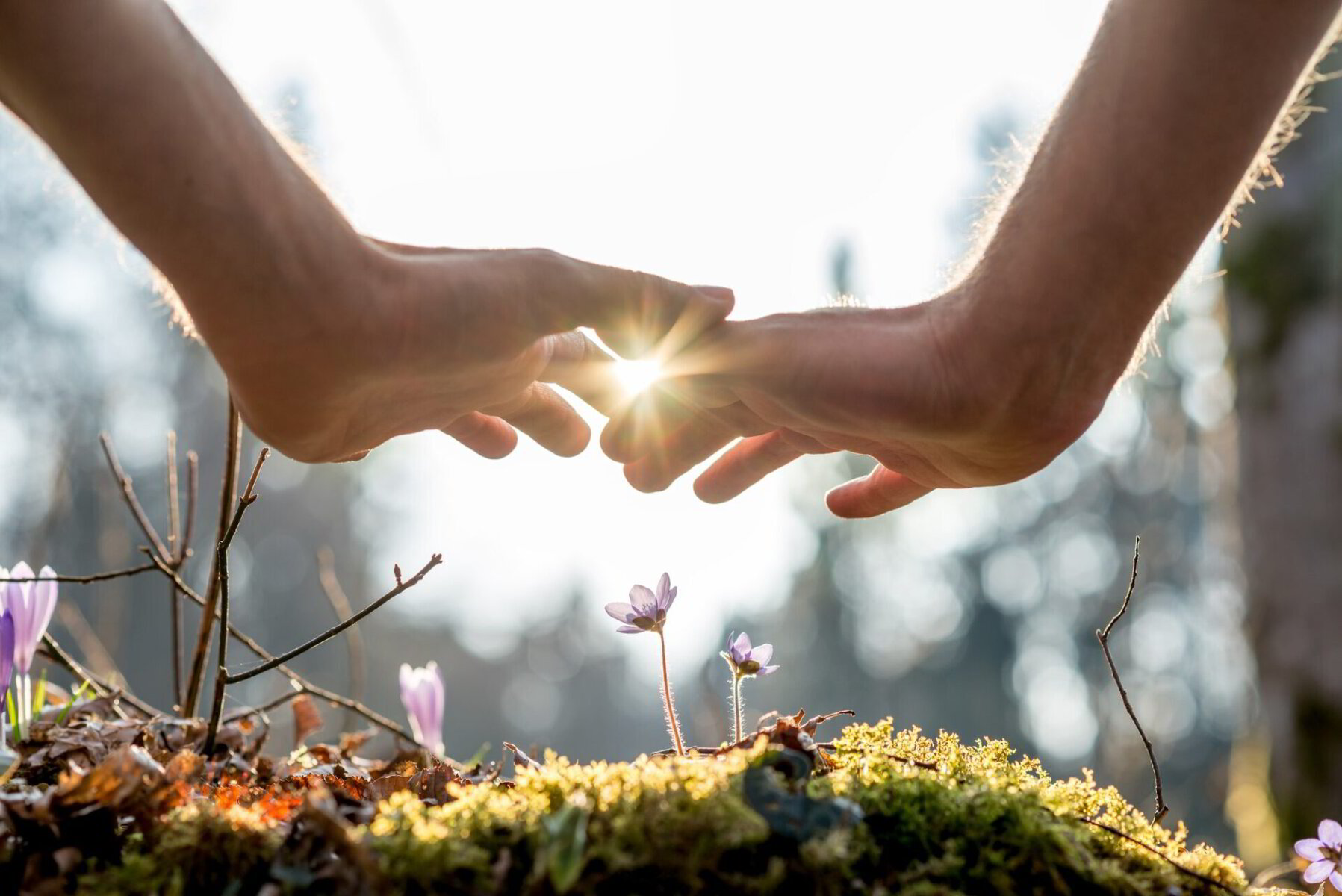 Close-up of two hands gently holding a small glowing plant or object in a sunny outdoor setting with moss or earth below.