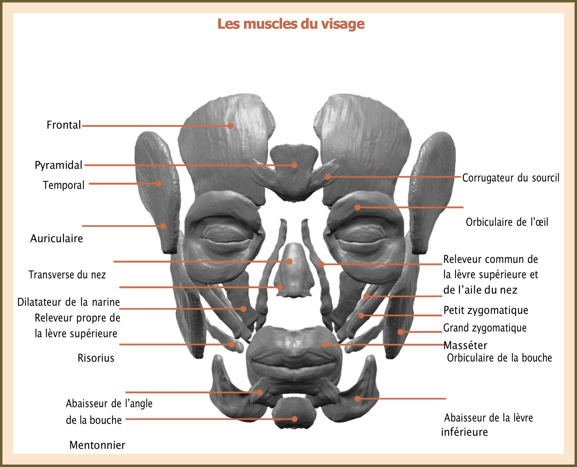 Les muscles du visage