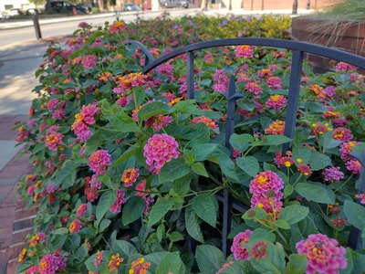 Landscaping in Greer