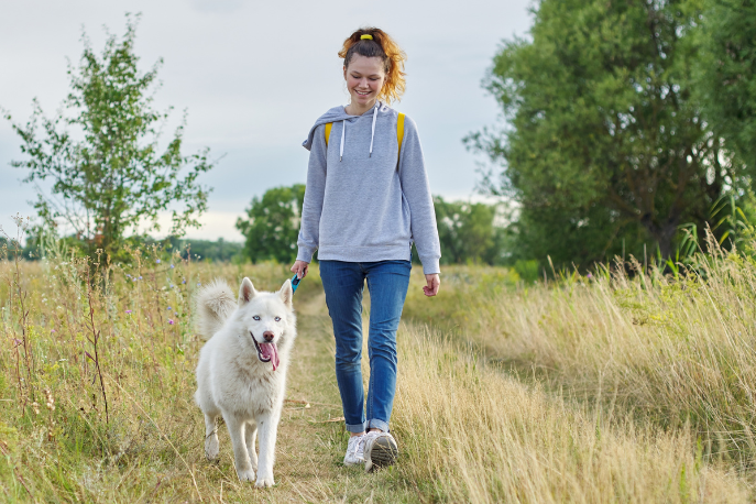 A tween or teen girl wearing a high ponytail, gray hoodie and jeans walks a white husky dog in a field.