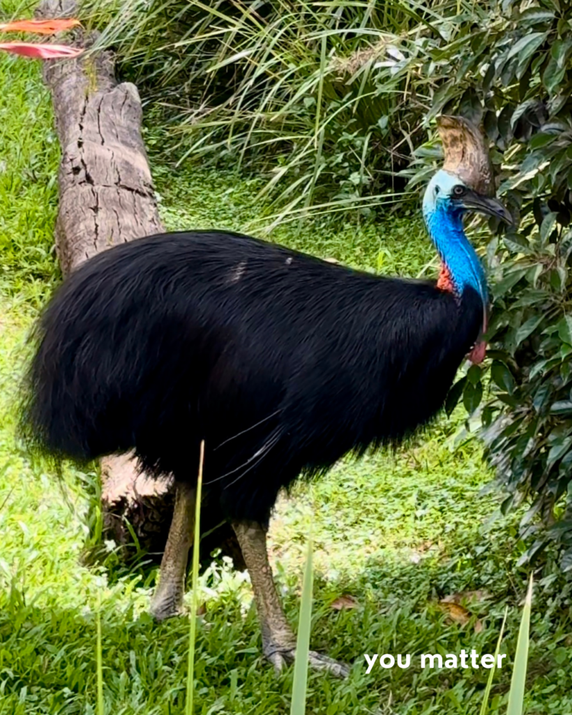 Like a cassowary in Australia, you matter.