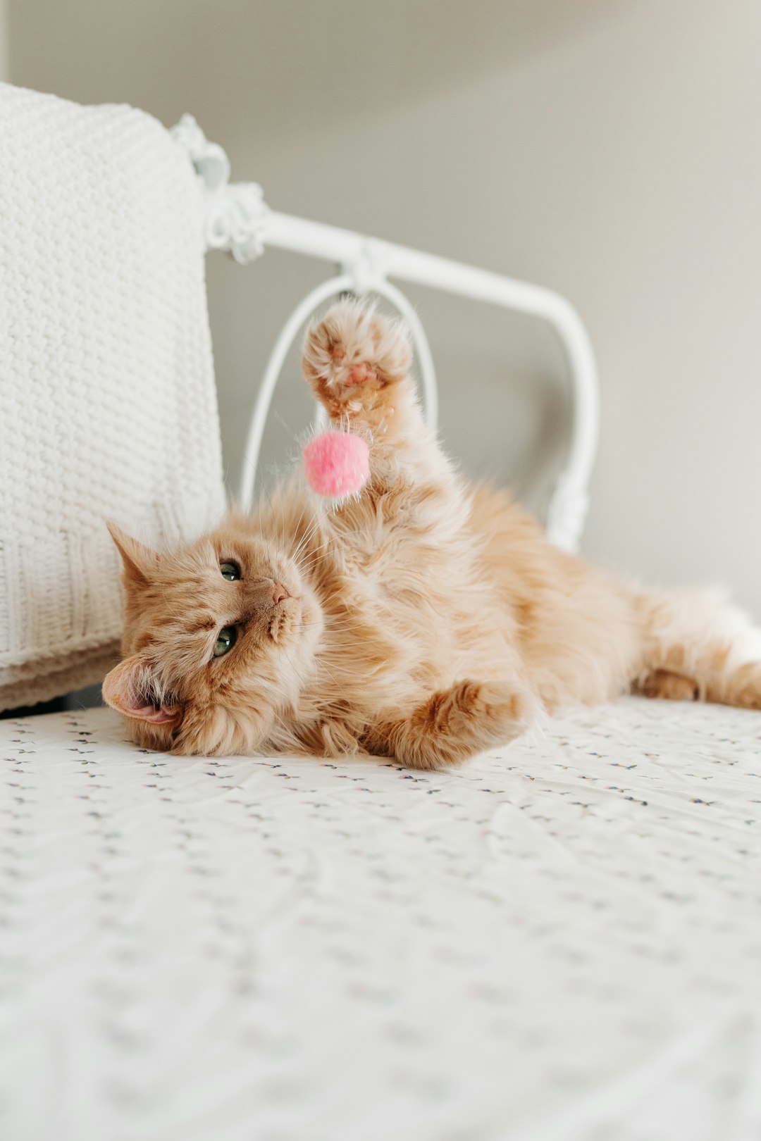Pet-friendly house cleaning and pet hair removal services in Nassau County by Soap & Stone Cleaners. Pet-friendly house cleaning and pet hair removal services in Nassau County by Soap & Stone Cleaners.
