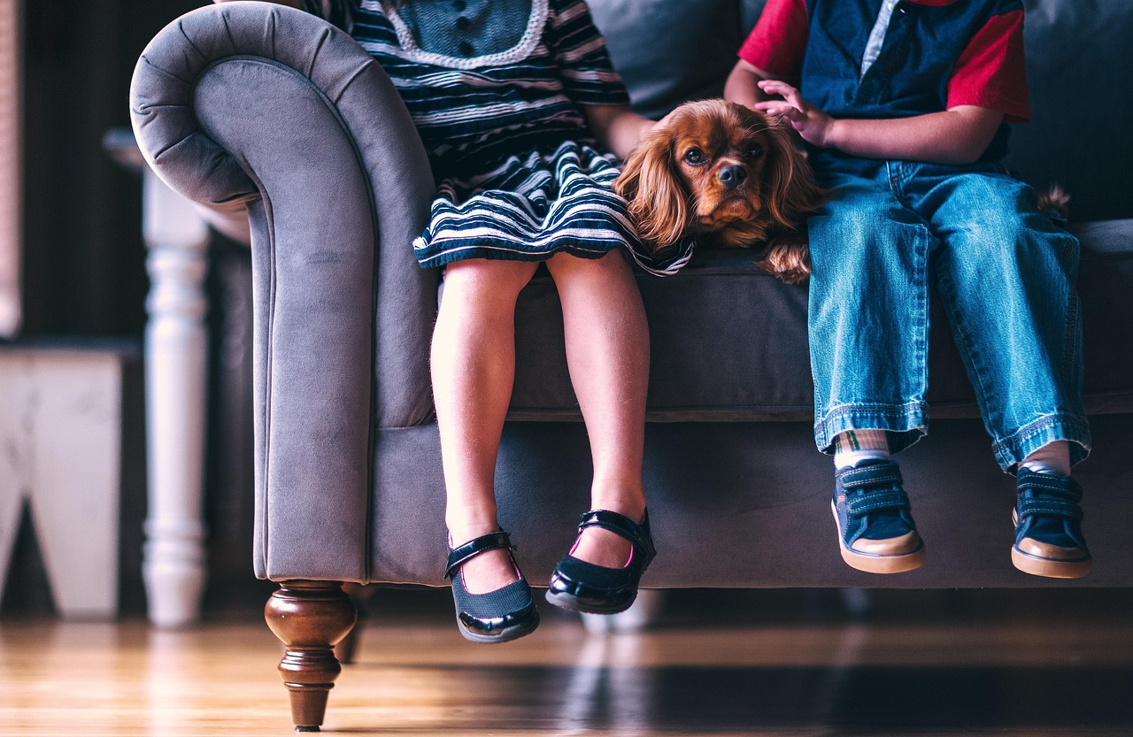 Pet-friendly house cleaning and pet hair removal services in Nassau County by Soap & Stone Cleaners. Pet-friendly house cleaning and pet hair removal services in Nassau County by Soap & Stone Cleaners.