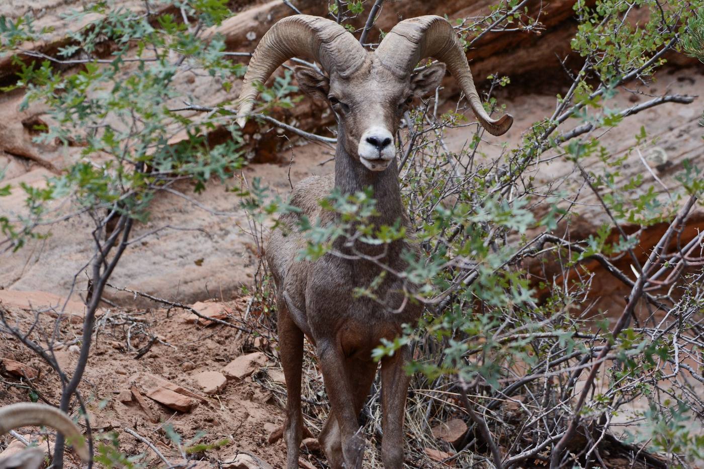 A desert bighorn ram among red rock and brush