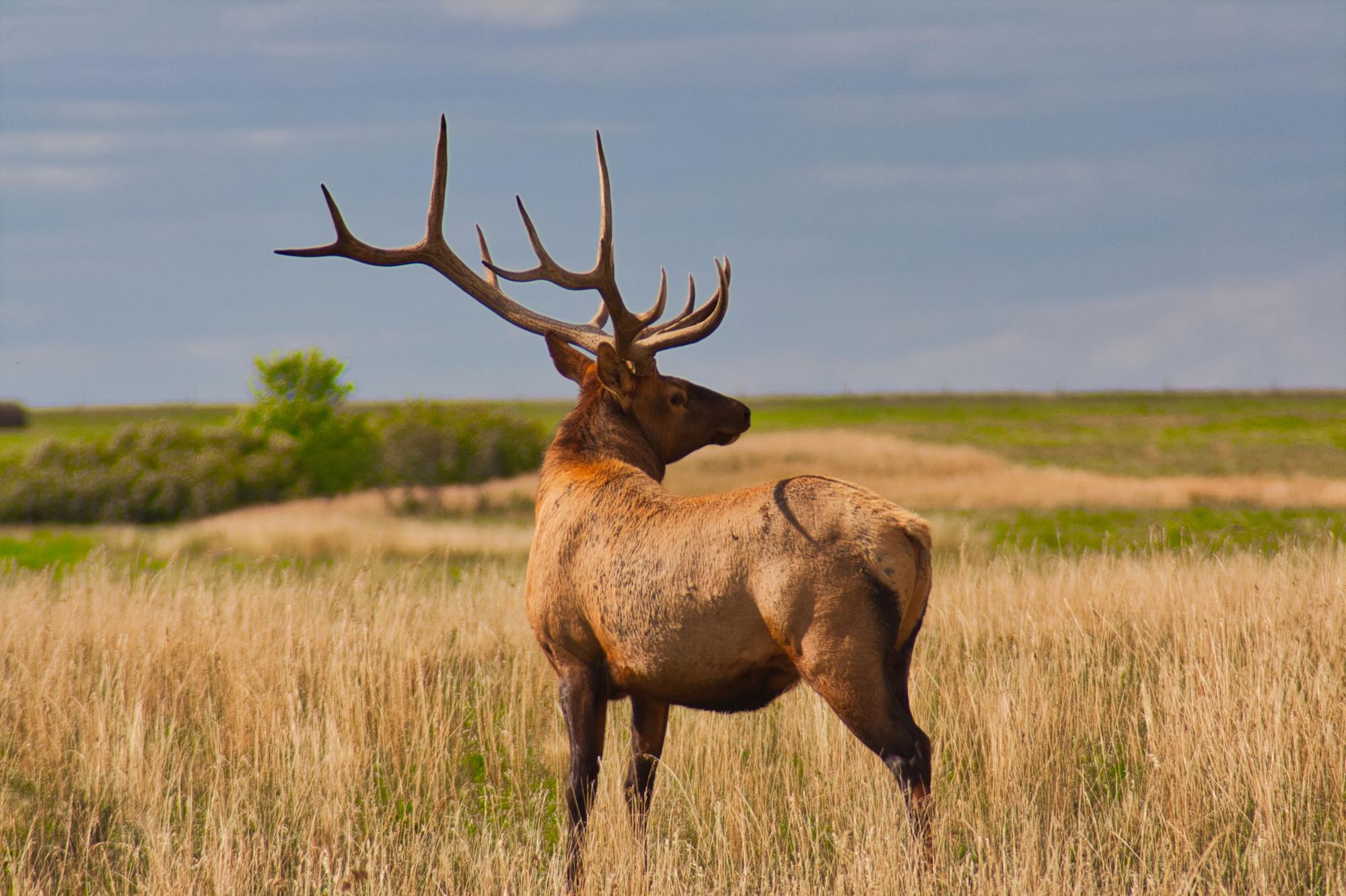 A bull elk with a large rack standing in tall golden grass