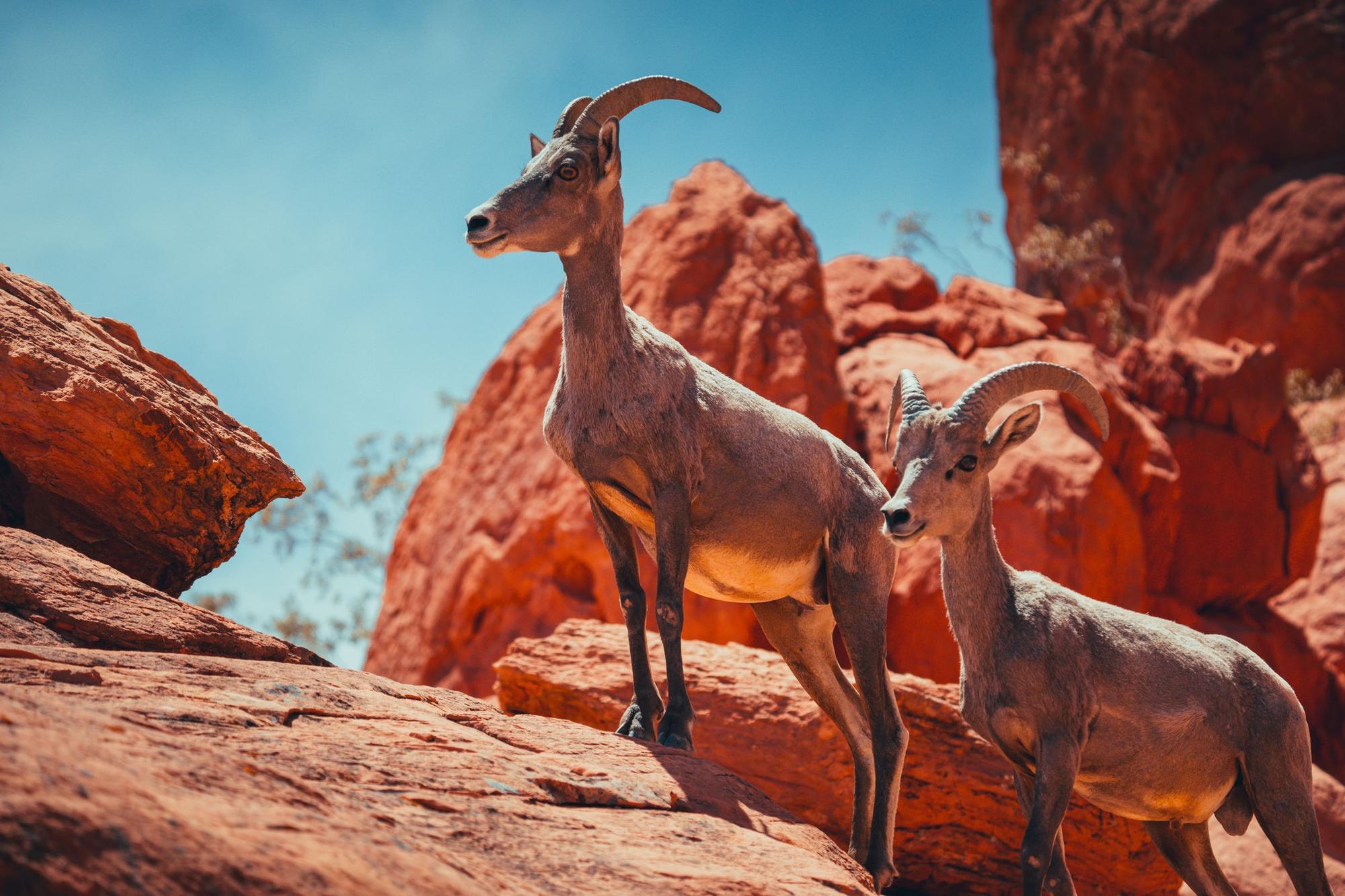 Two desert bighorn sheep standing on red sandstone