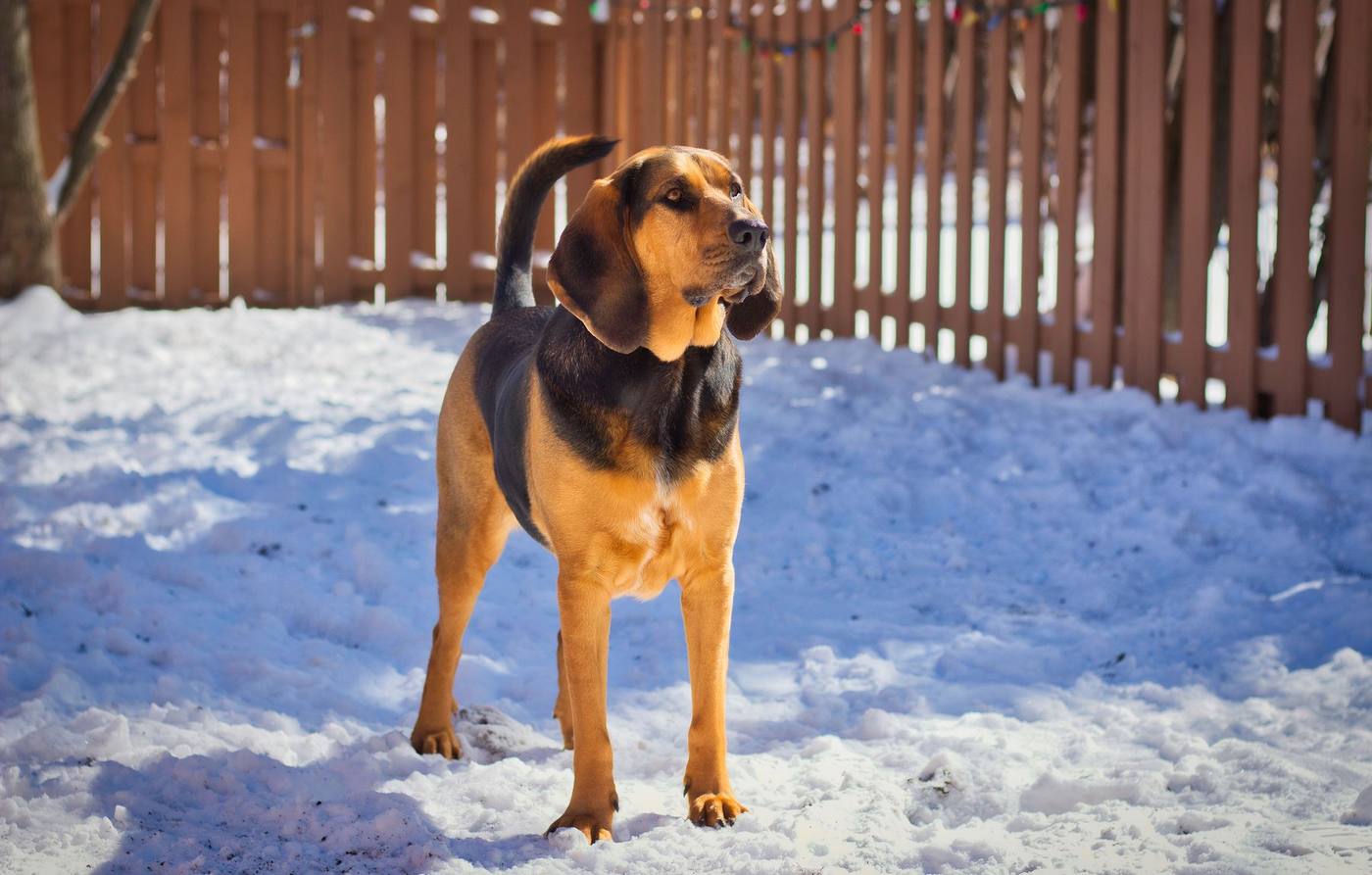 A red and black hound standing alert in fresh snow