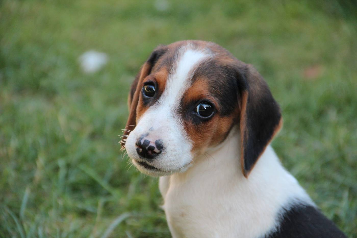 A tricolor hound puppy in green grass