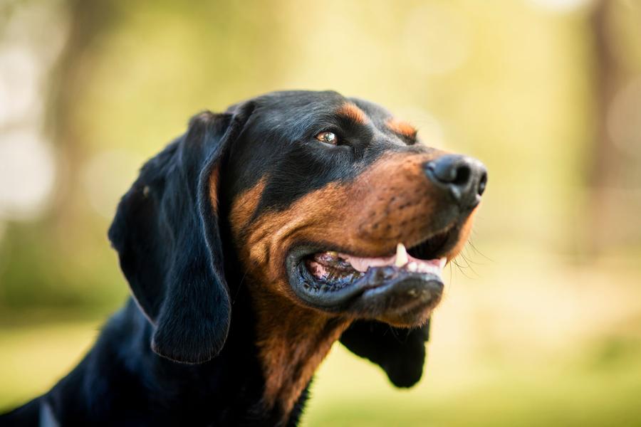 Close portrait of a black and tan hound