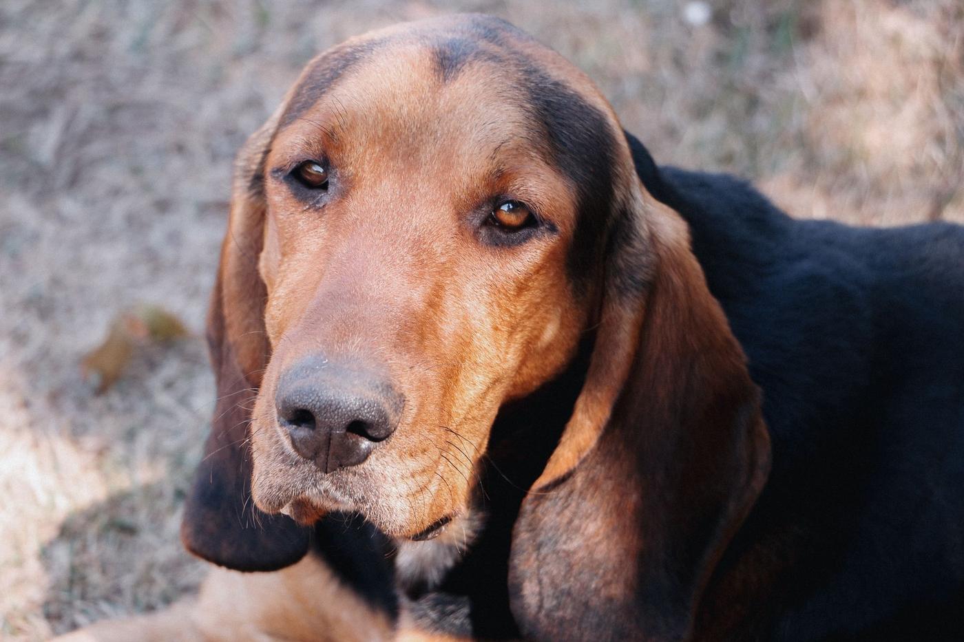 Close portrait of a red and black hound with long ears