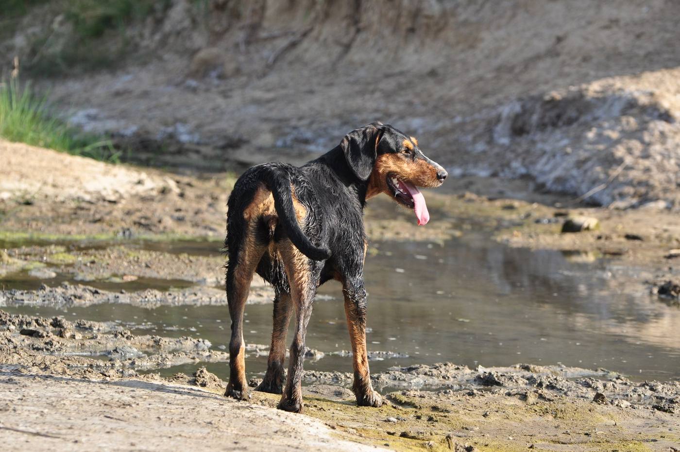 A black and tan hound standing at a muddy water hole in rough country