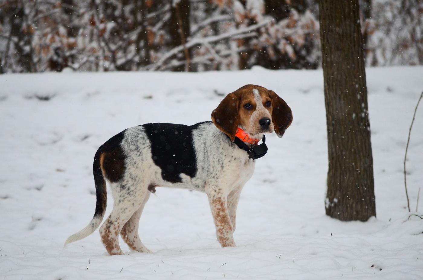 A tricolor hound with an orange collar standing in fresh snow among trees