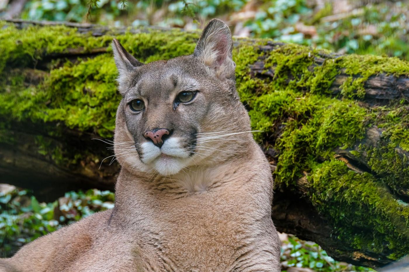 Close portrait of a mountain lion resting beside a mossy log