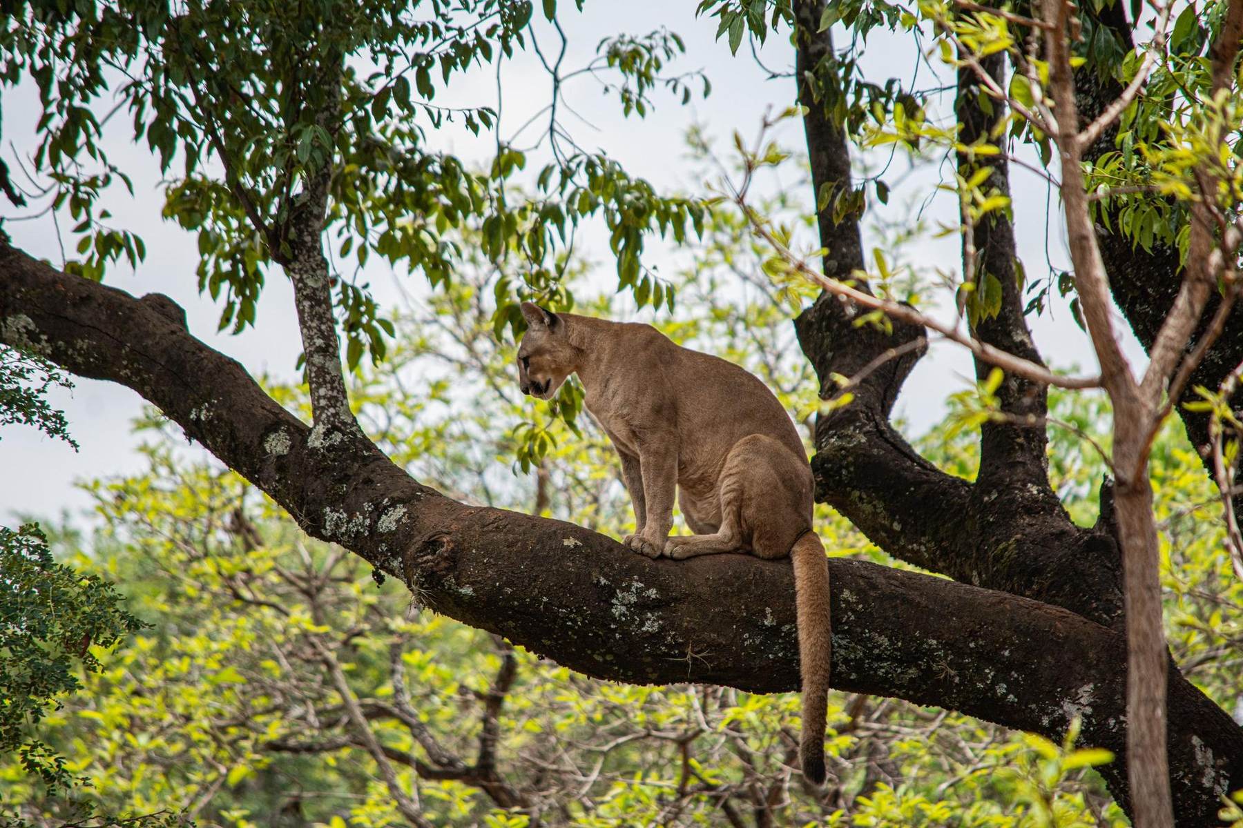 A mountain lion standing on a thick tree branch