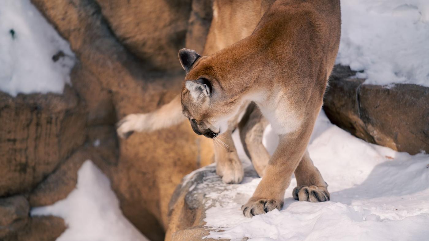 A mountain lion stepping through snow on a rocky ledge