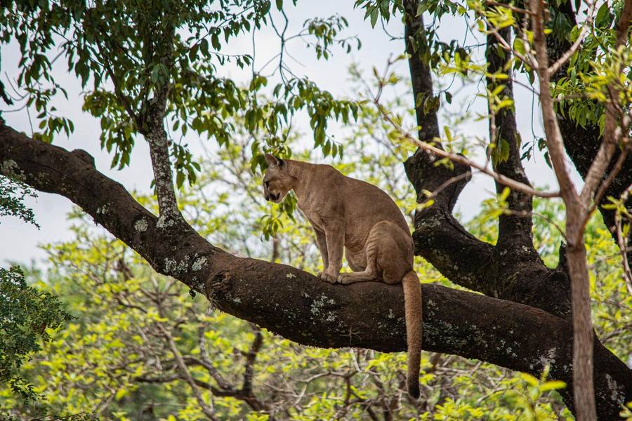 A mountain lion resting on a tree branch