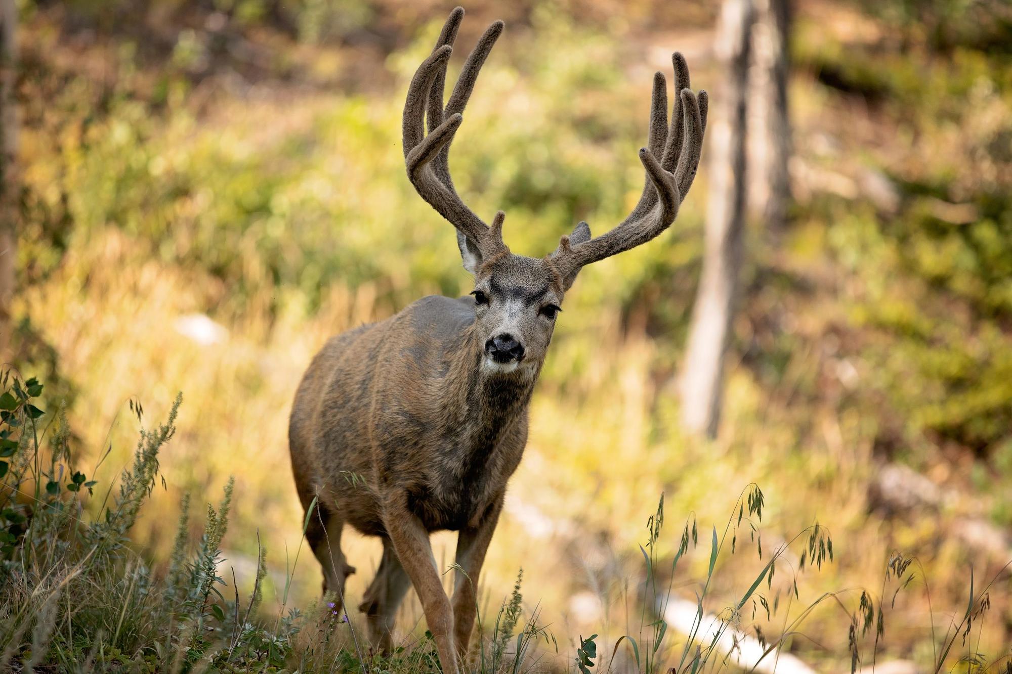 A mule deer buck with a wide rack standing in sunlit brush