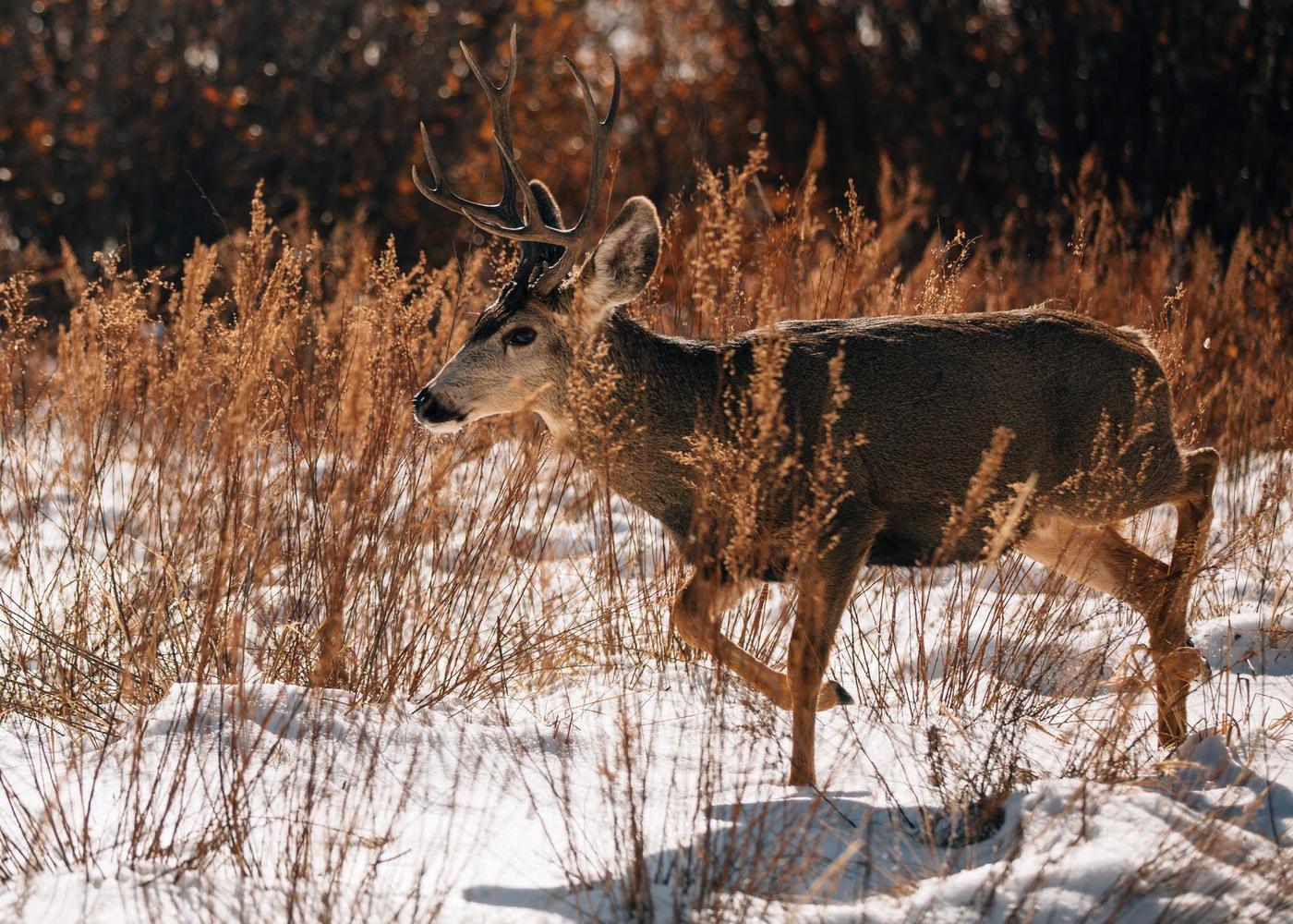 A mule deer buck standing in snowy sagebrush
