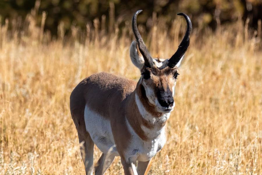 A pronghorn antelope buck in open grassland