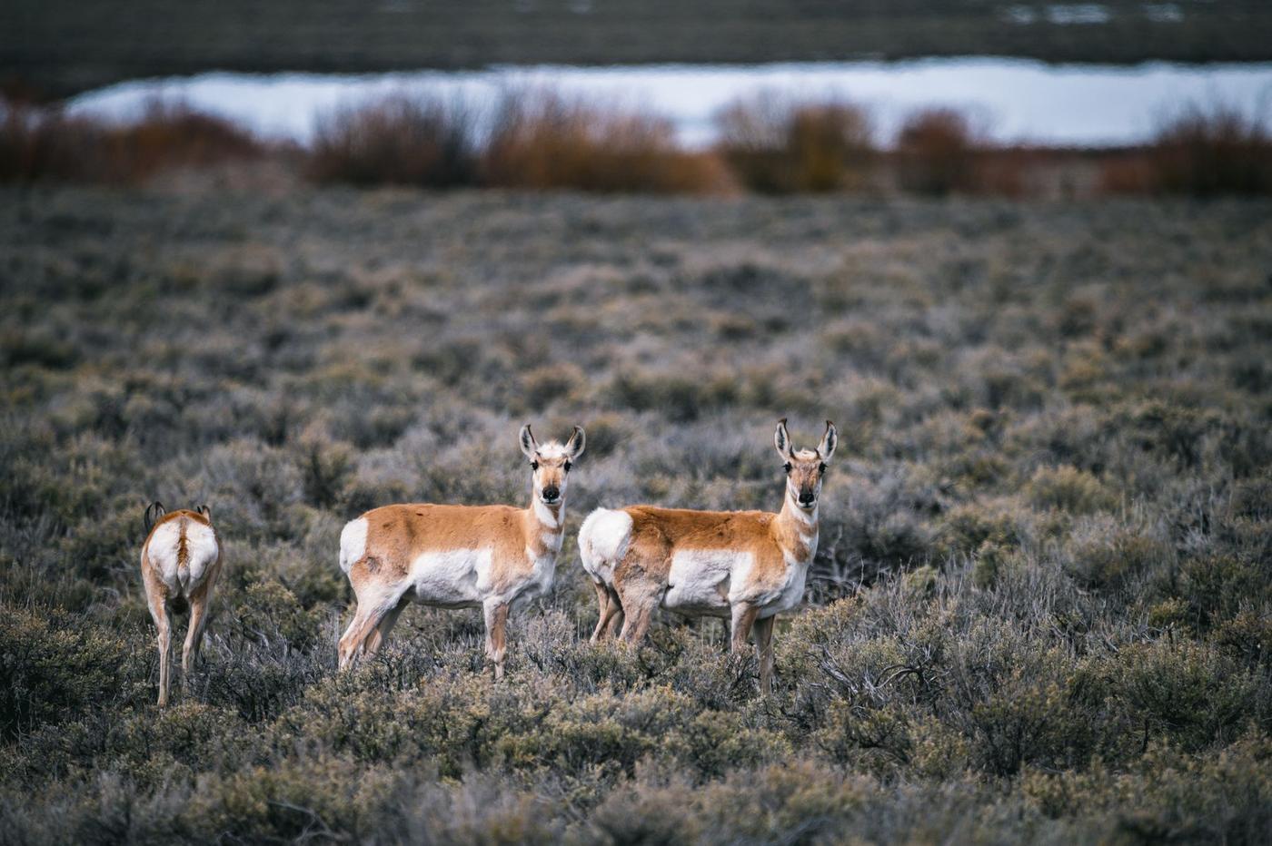 Pronghorn antelope moving through sagebrush flats