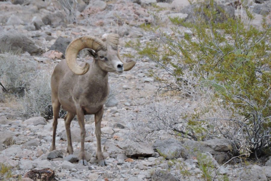 A desert bighorn ram standing on rocky ground