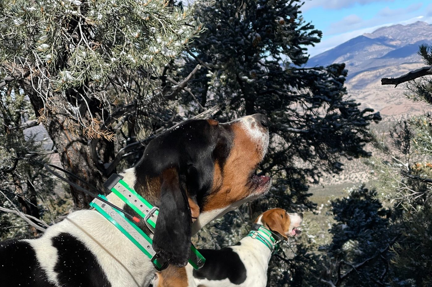 A tricolor hound with a green collar standing on a rock