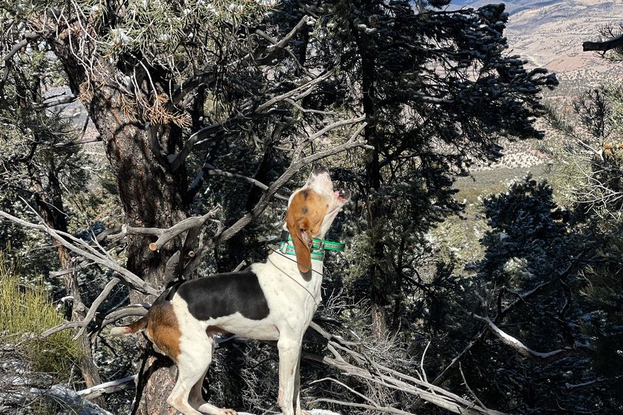 A tricolor hound standing on a rock in the hills