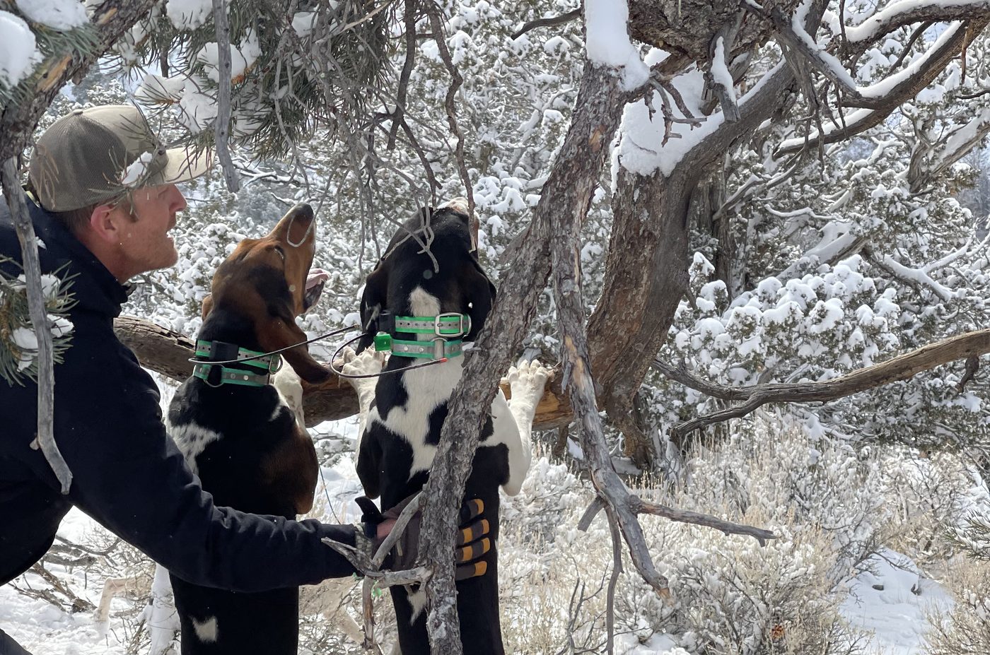 Hounds treeing in the snow with a handler beside them