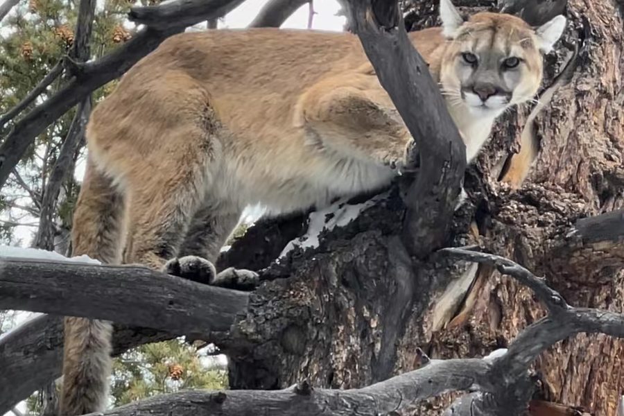 A mountain lion crouched on a tree branch, looking down