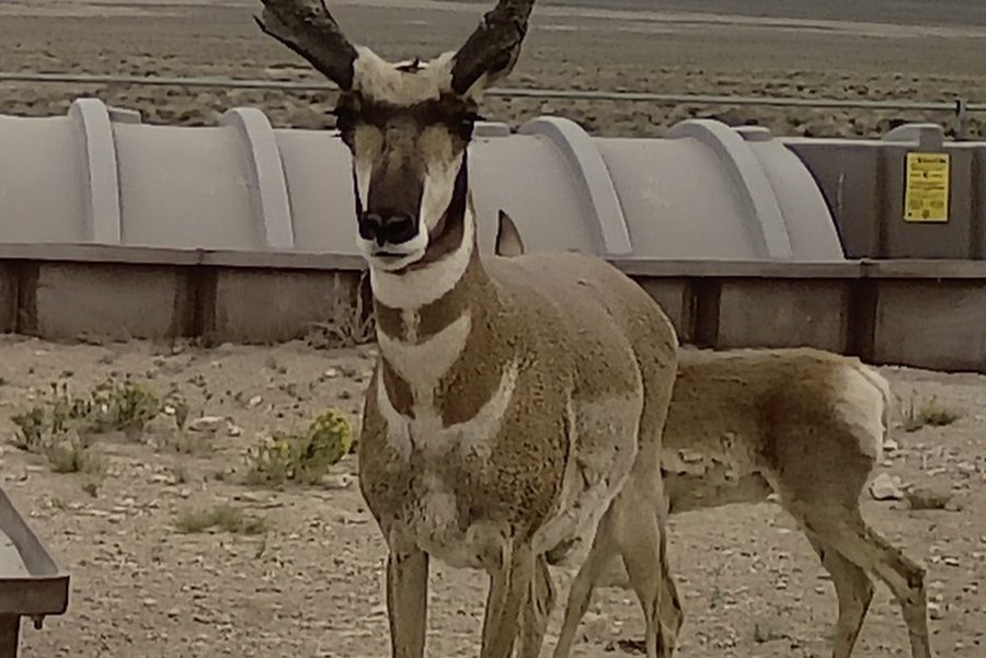 A pronghorn buck standing on open ground
