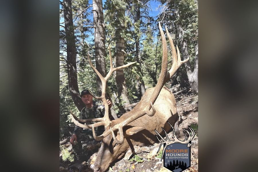 Justin Moore with a harvested bull elk among pine trees