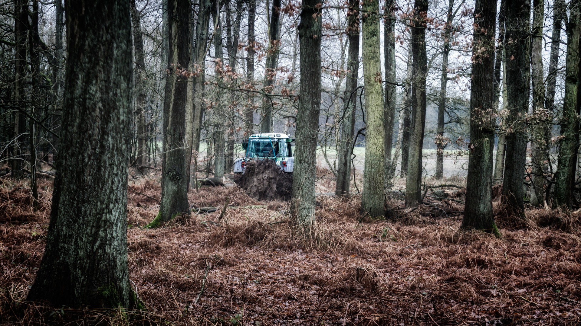 Felled logs stacked beside a cleared forest road