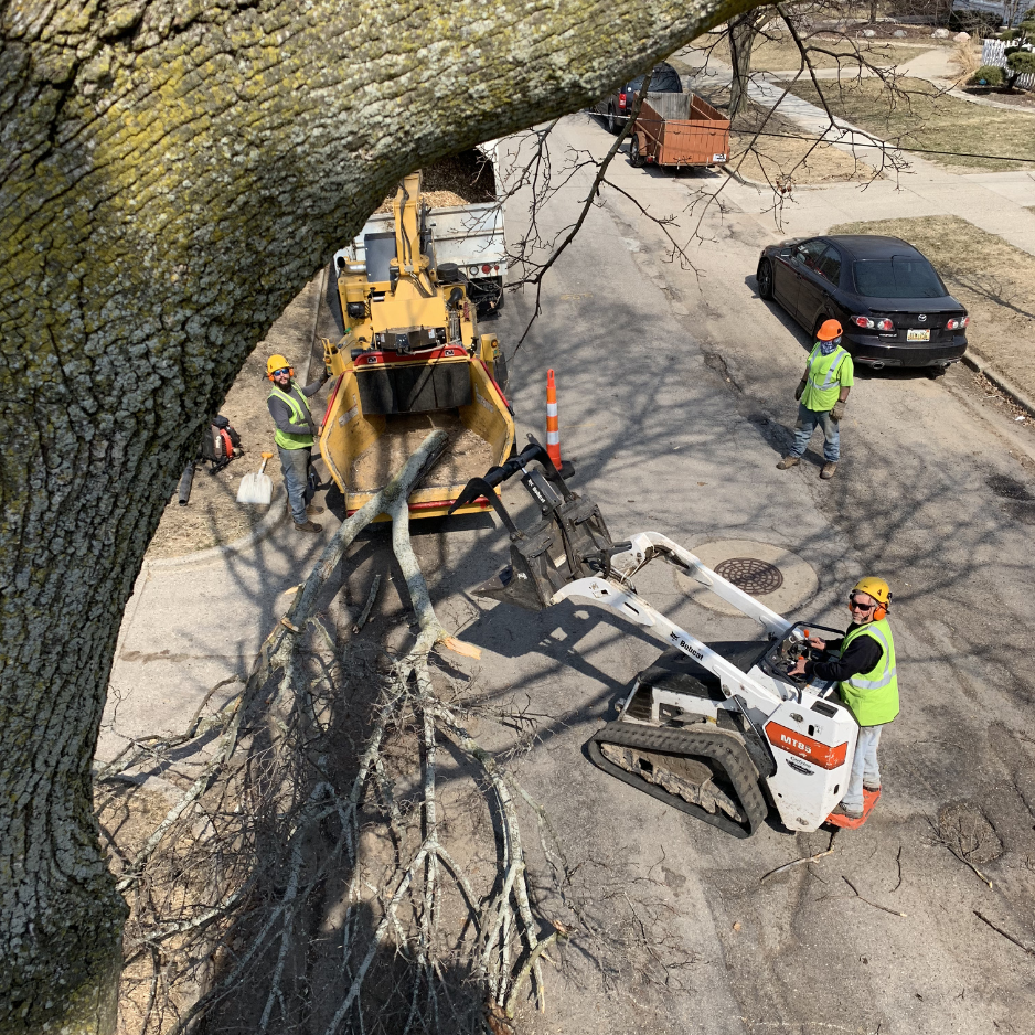  tree service Grand Rapids MI