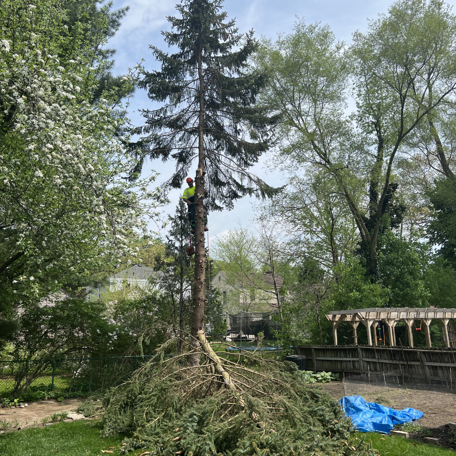  tree service Grand Rapids MI
