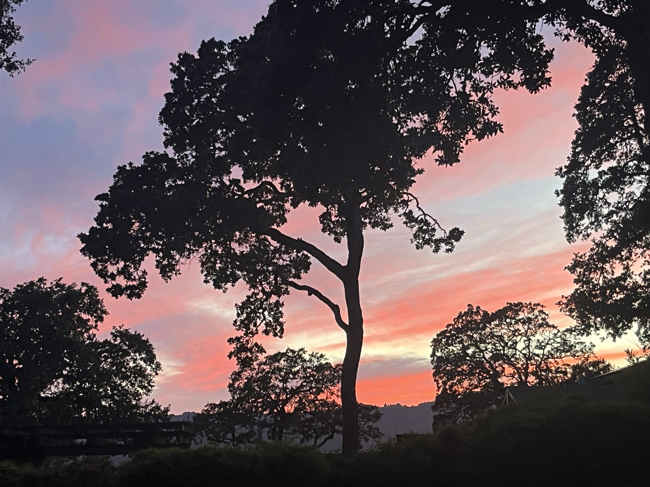 Evening sky over the trees, the steady-daily-habits side of the program