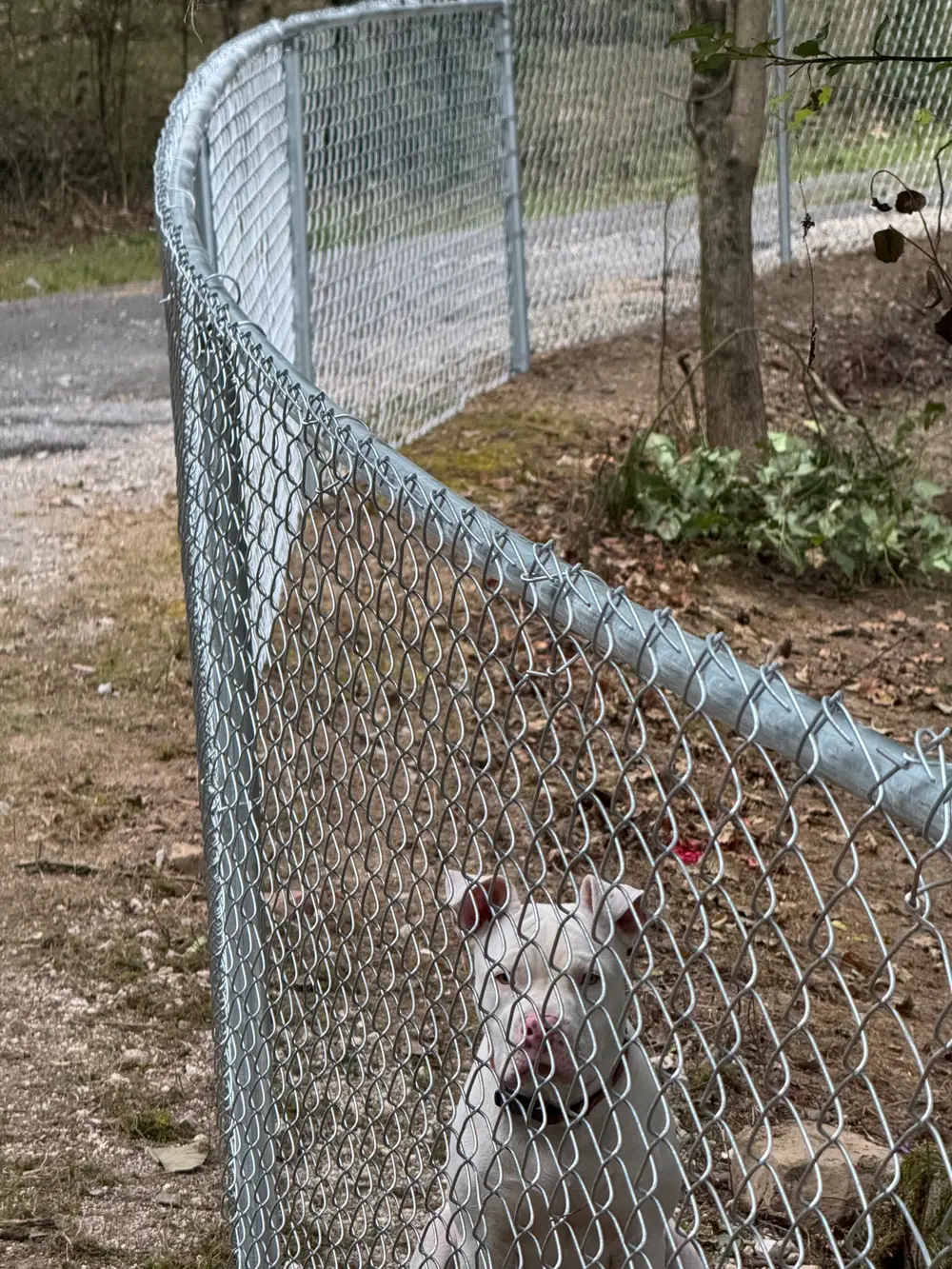 Chain link fence installation in Cohutta GA with durable metal links, manicured lawn, and clear blue sky backdrop.