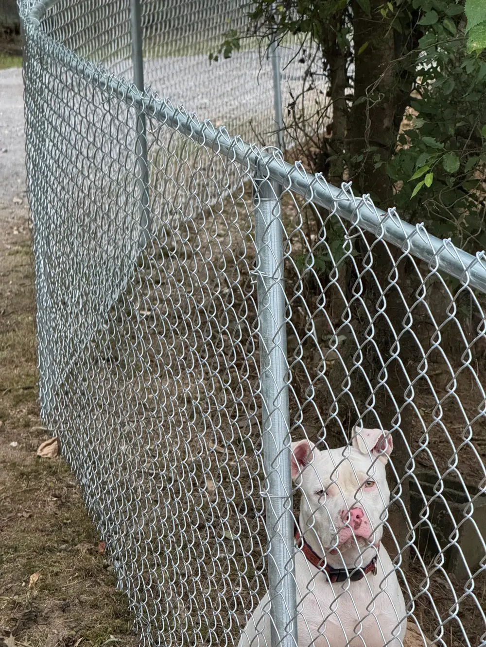 Pet fence installation in Cohutta GA featuring a sturdy wooden fence, lush yard, flowers, and serene hills.