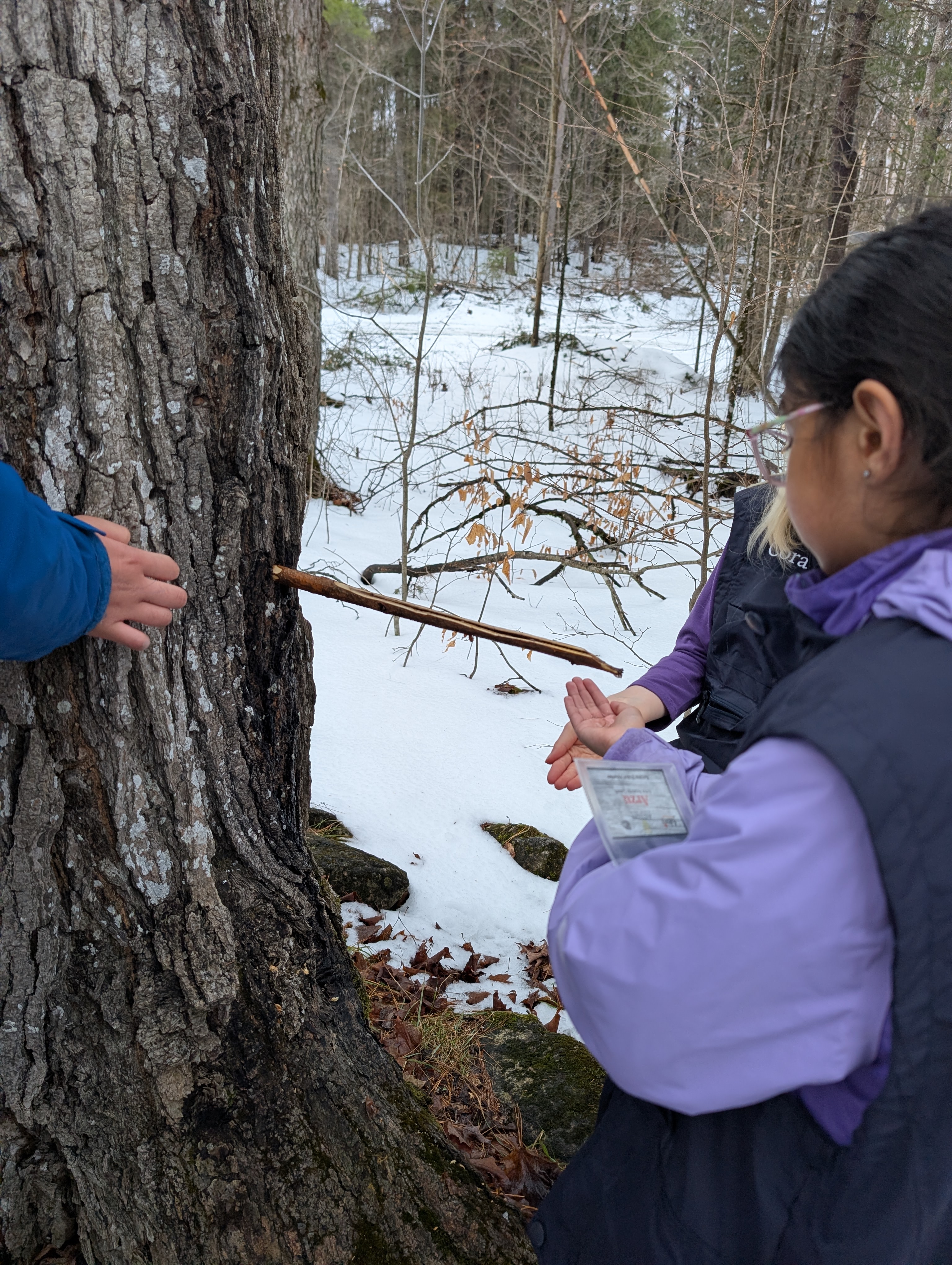 Tasting sap straight off the tree!