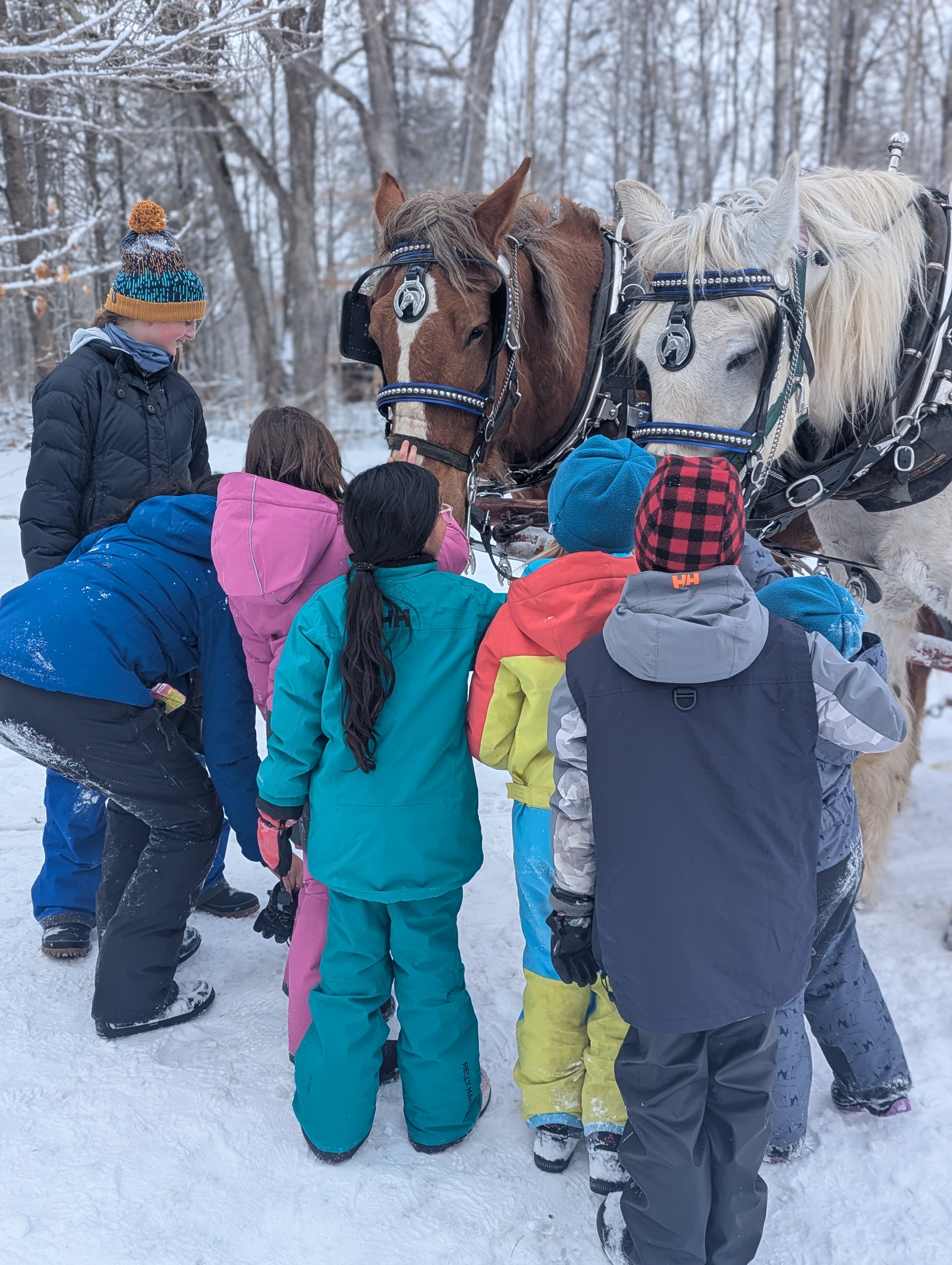 Meeting horses before the sleigh ride