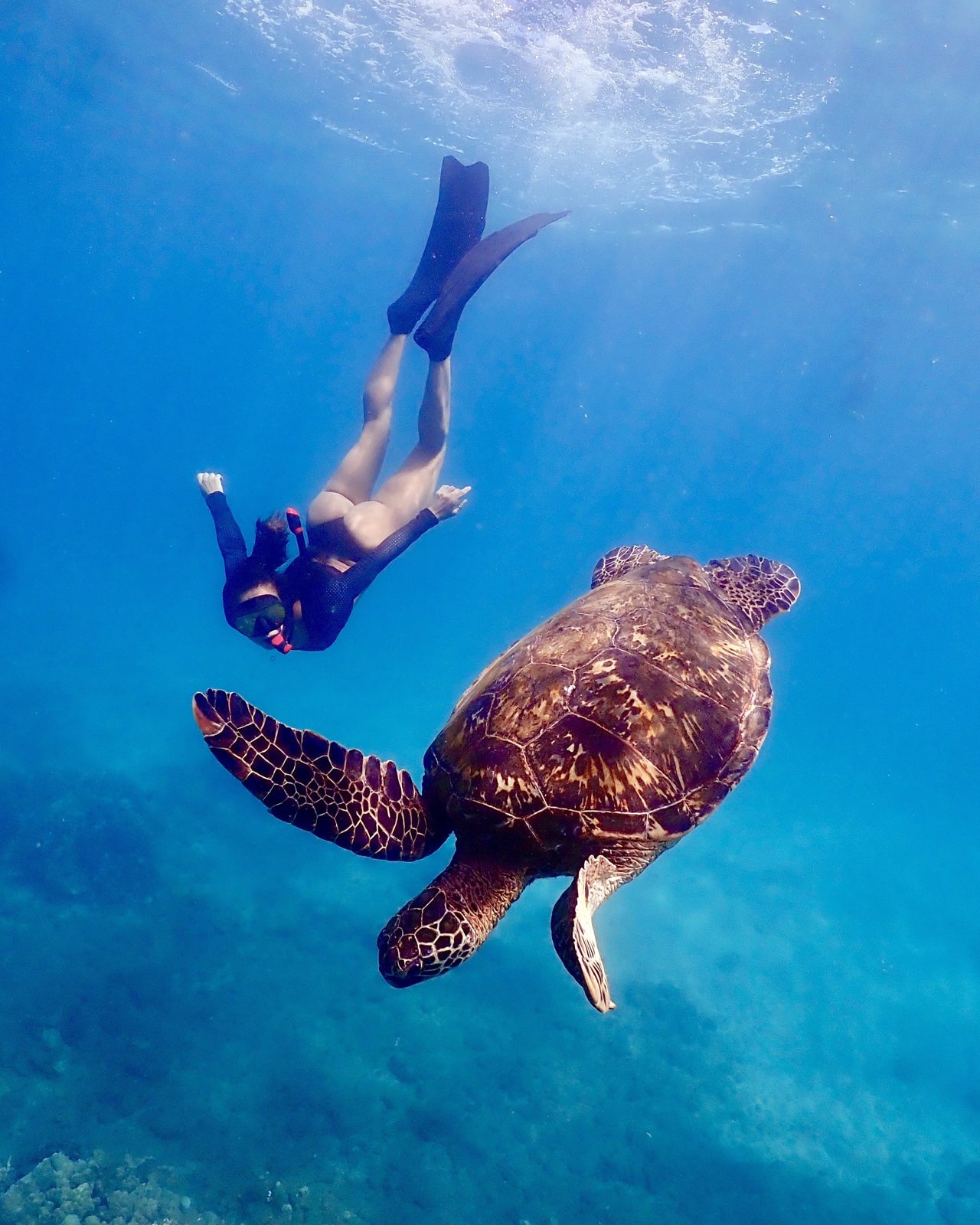 Underwater photo from a My Guy in Maui snorkel session